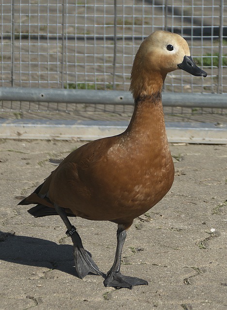 在对阵法兰